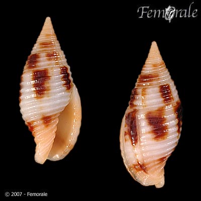 Mitra ferruginea