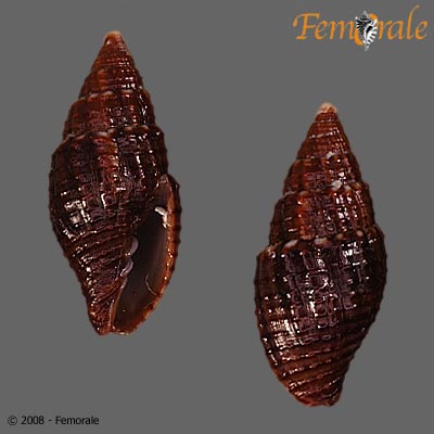 Mitra nodulosa