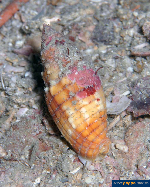 Mitra puncticulata