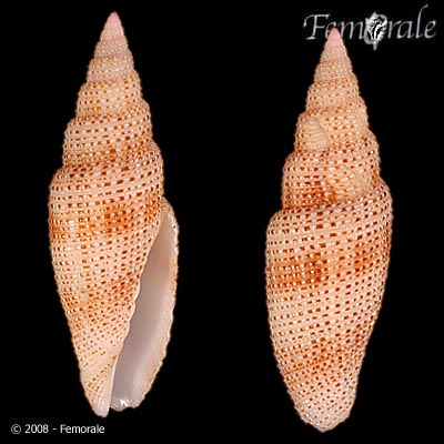 Mitra rosacea