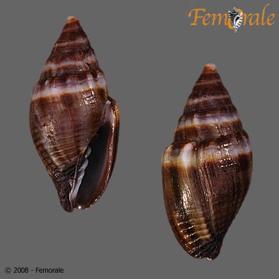 Mitra tristis