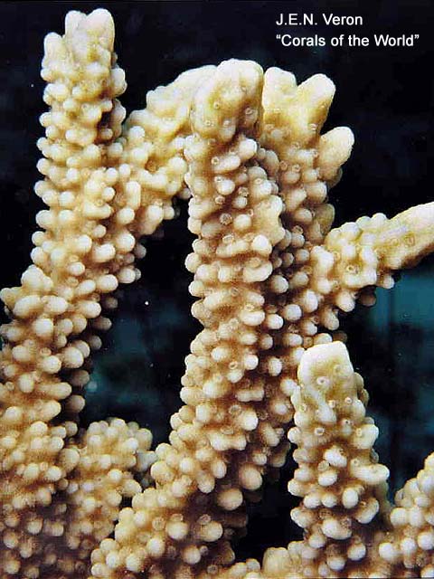 Montipora capitata