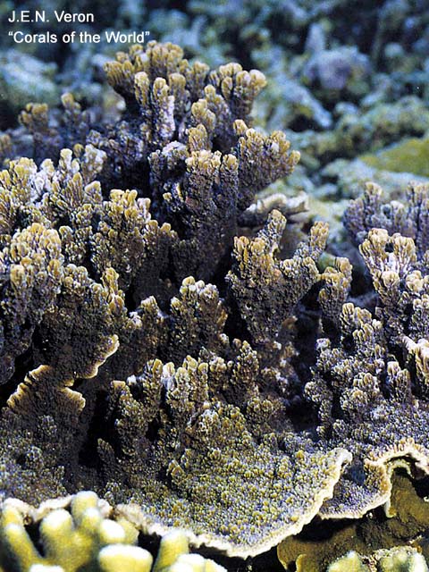 Montipora circumvallata