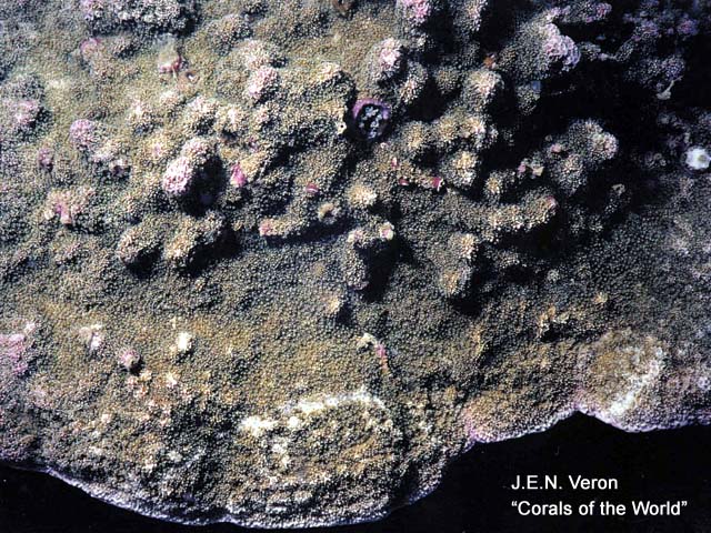 Montipora corbettensis