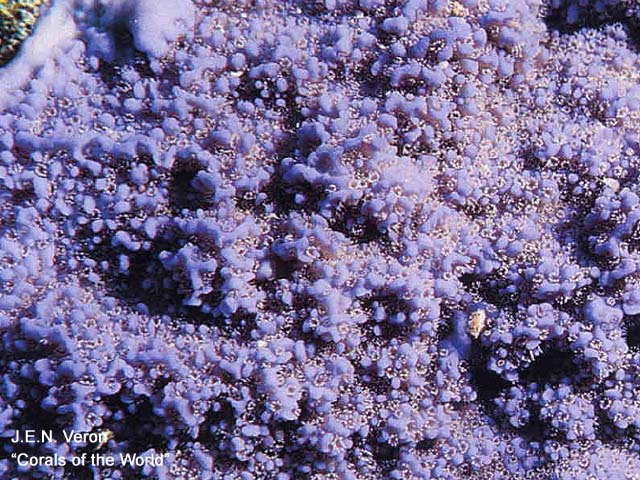 Montipora flabellata