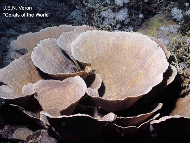 Montipora florida