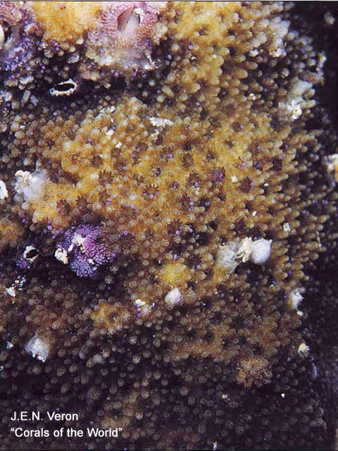 Montipora grisea