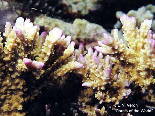 Montipora carinata