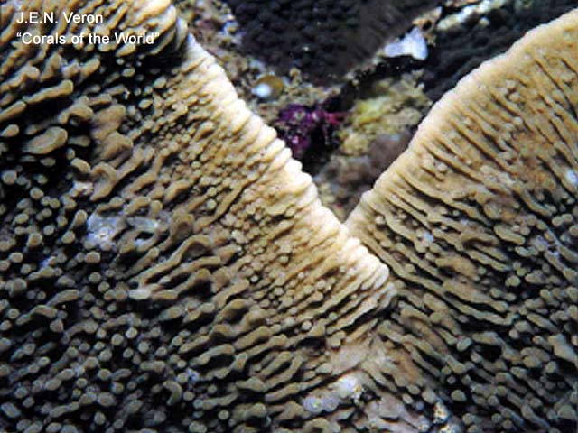 Montipora hodgsoni