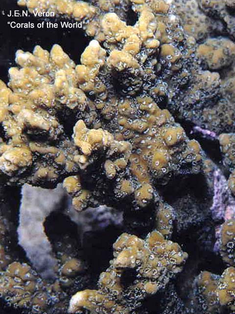 Montipora kellyi