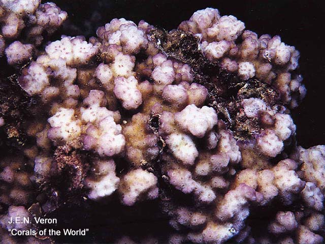 Montipora lobulata