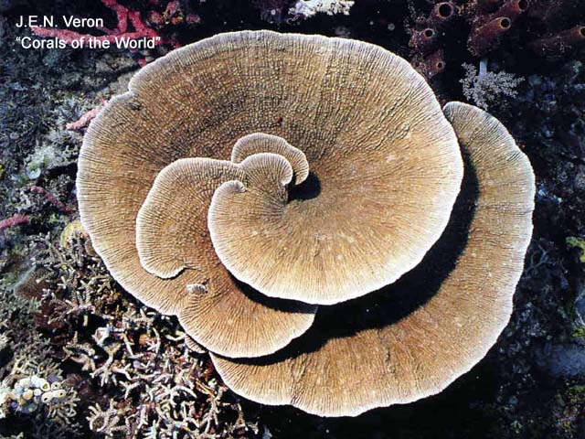 Montipora mactanensis