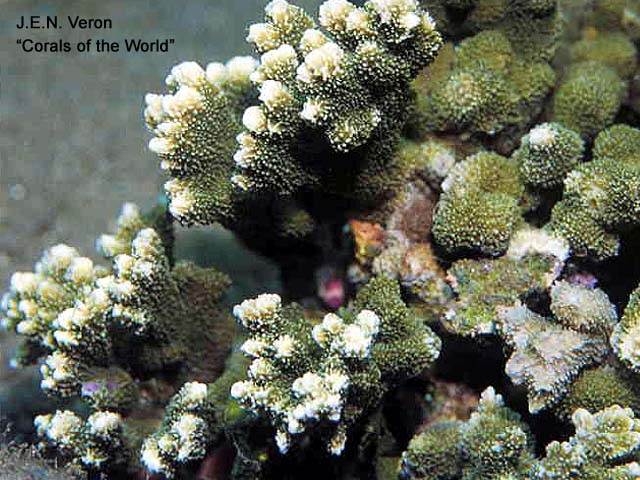 Montipora malampaya