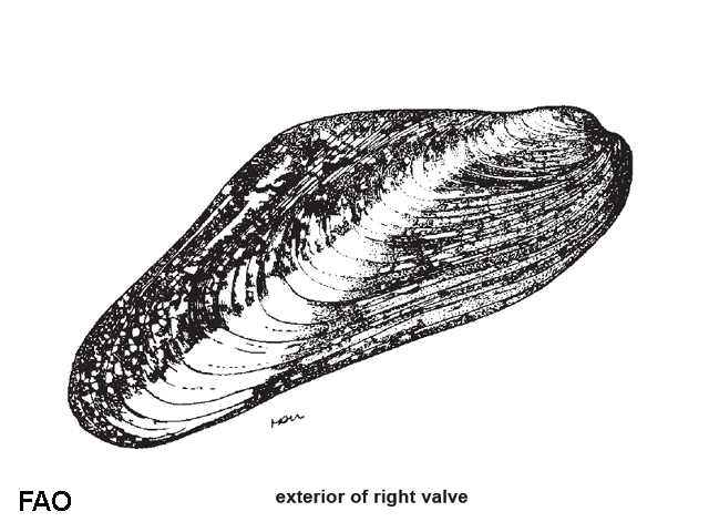 Modiolus metcalfei