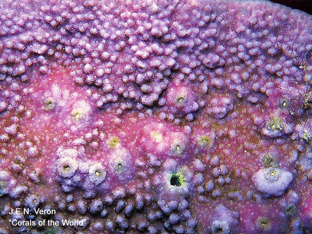 Montipora millepora