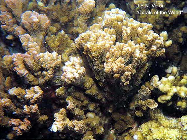 Montipora pachytuberculata
