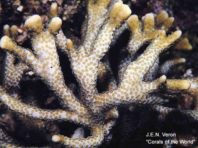 Montipora samarensis