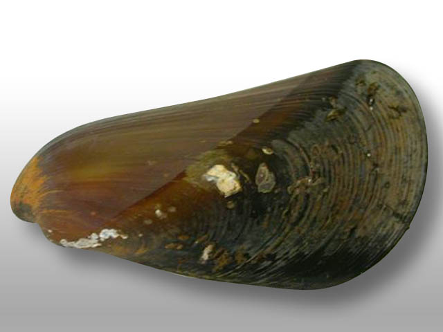 Mytella bicolor