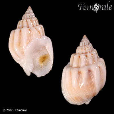 Nassarius coronatus