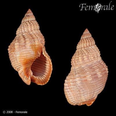 Nassarius fossatus