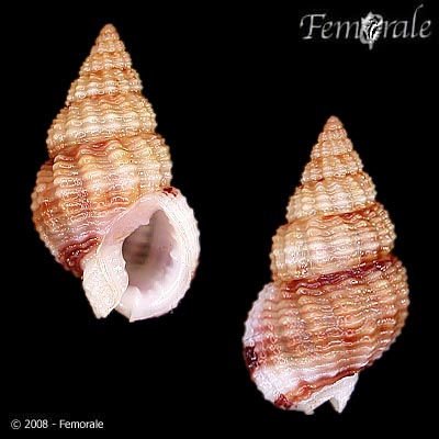 Nassarius scissuratus