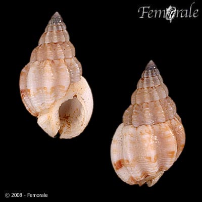 Nassarius versicolor