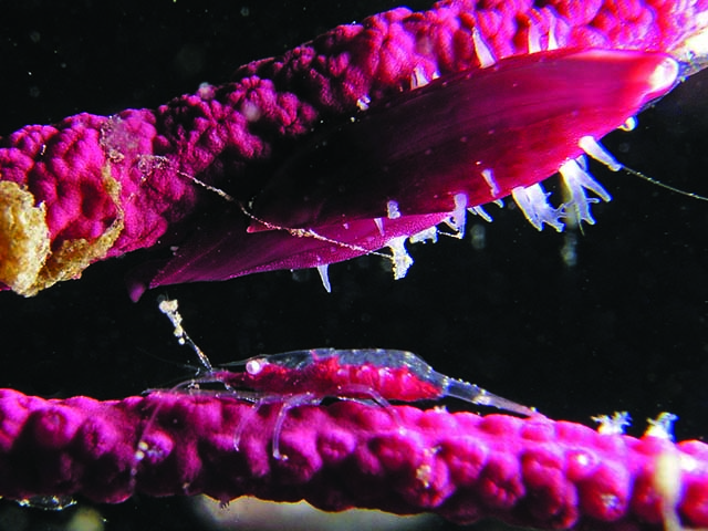 Neopontonides chacei