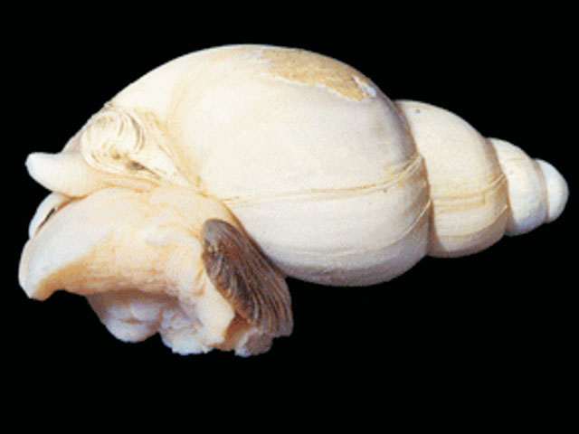 Neobuccinum eatoni