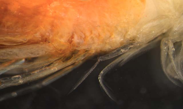 Neosergestes orientalis