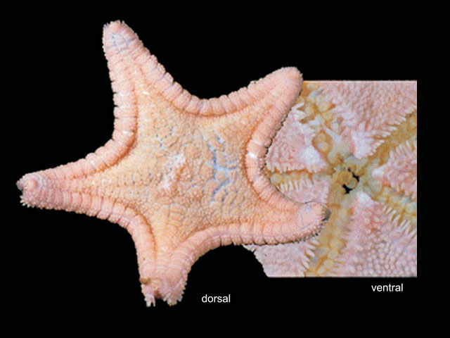 Noano_u1.jpg