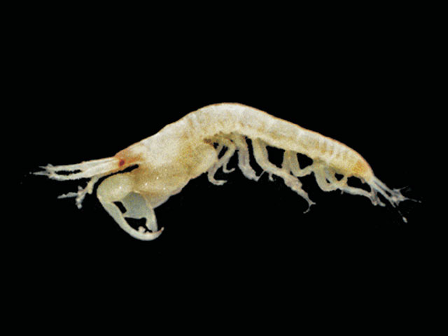 Nototanais dimorphus