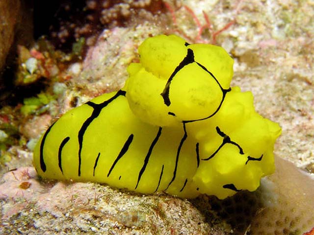 Notodoris minor