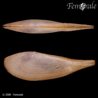 Nuculana cestrota