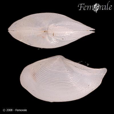Nuculana verrilliana