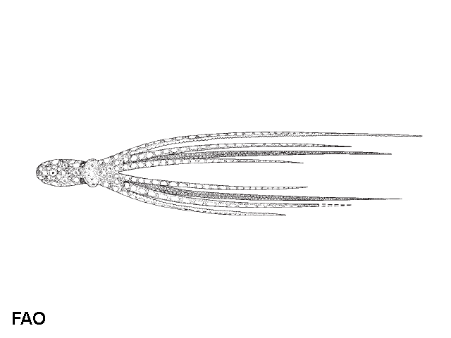 Abdopus abaculus