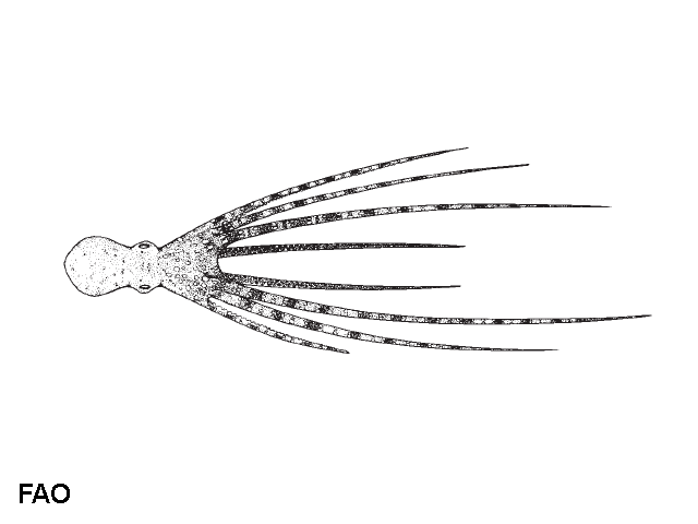 Callistoctopus aspilosomatis