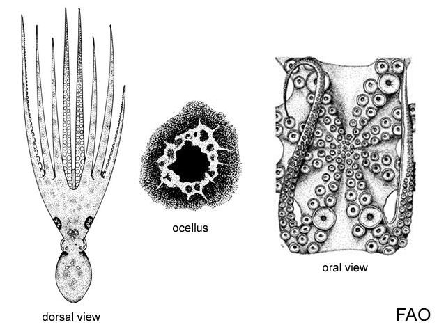 Octopus bimaculatus