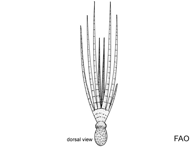 Callistoctopus bunurong