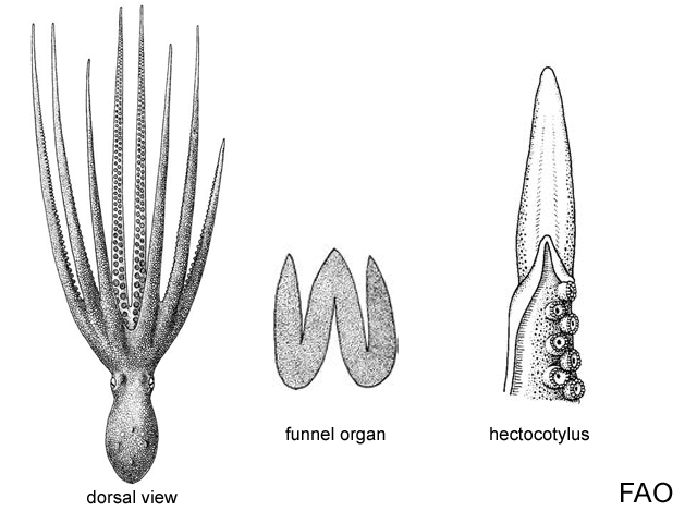 Amphioctopus kagoshimensis