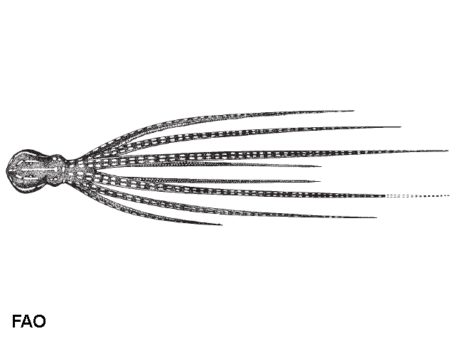Callistoctopus ornatus