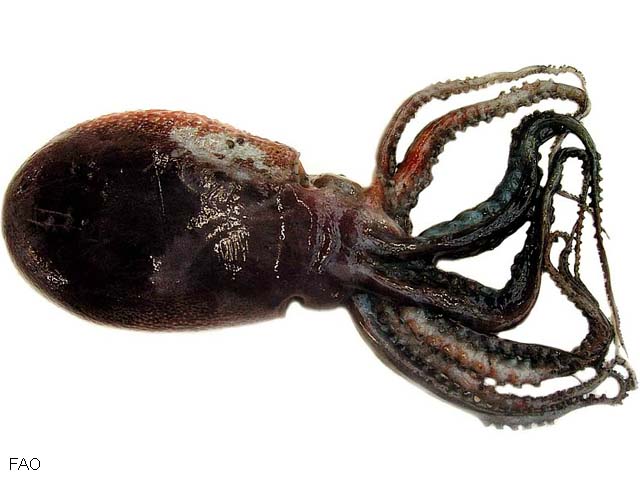 Ocythoe tuberculata