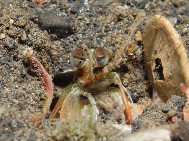 Odontodactylus brevirostris