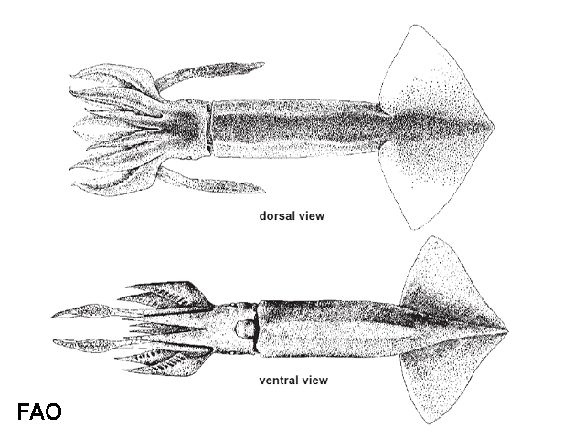 Ommastrephes bartramii