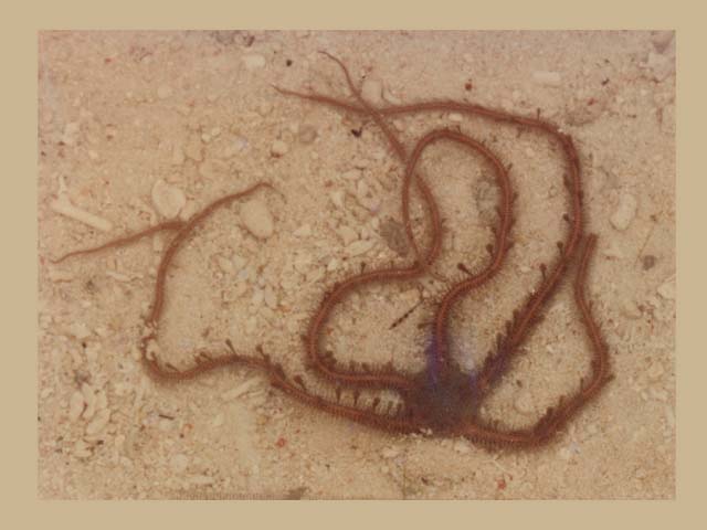 Ophiomastix annulosa