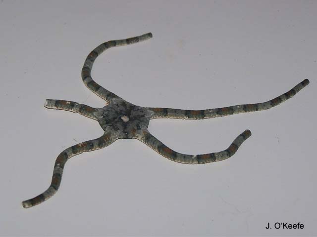 Ophiolepis elegans