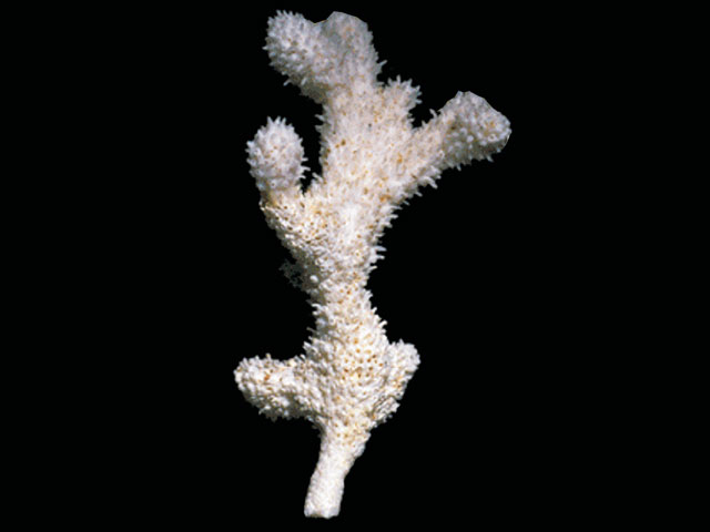 Orthoporidra compacta