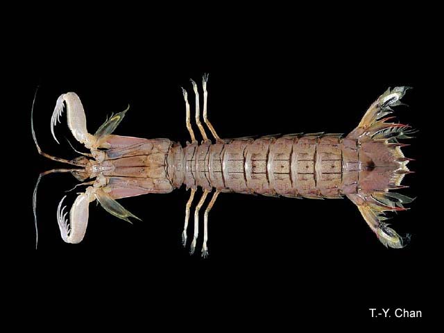 Oratosquillina gravieri