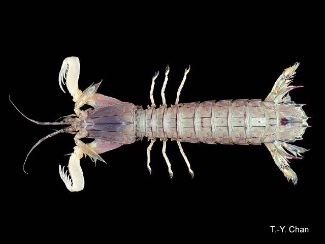 Oratosquillina interrupta