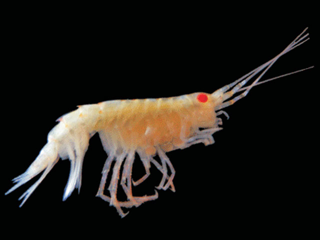 Oradarea walkeri