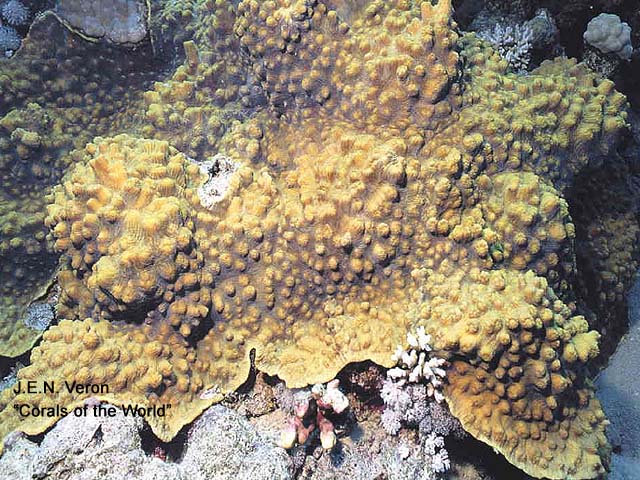 Oxypora egyptensis